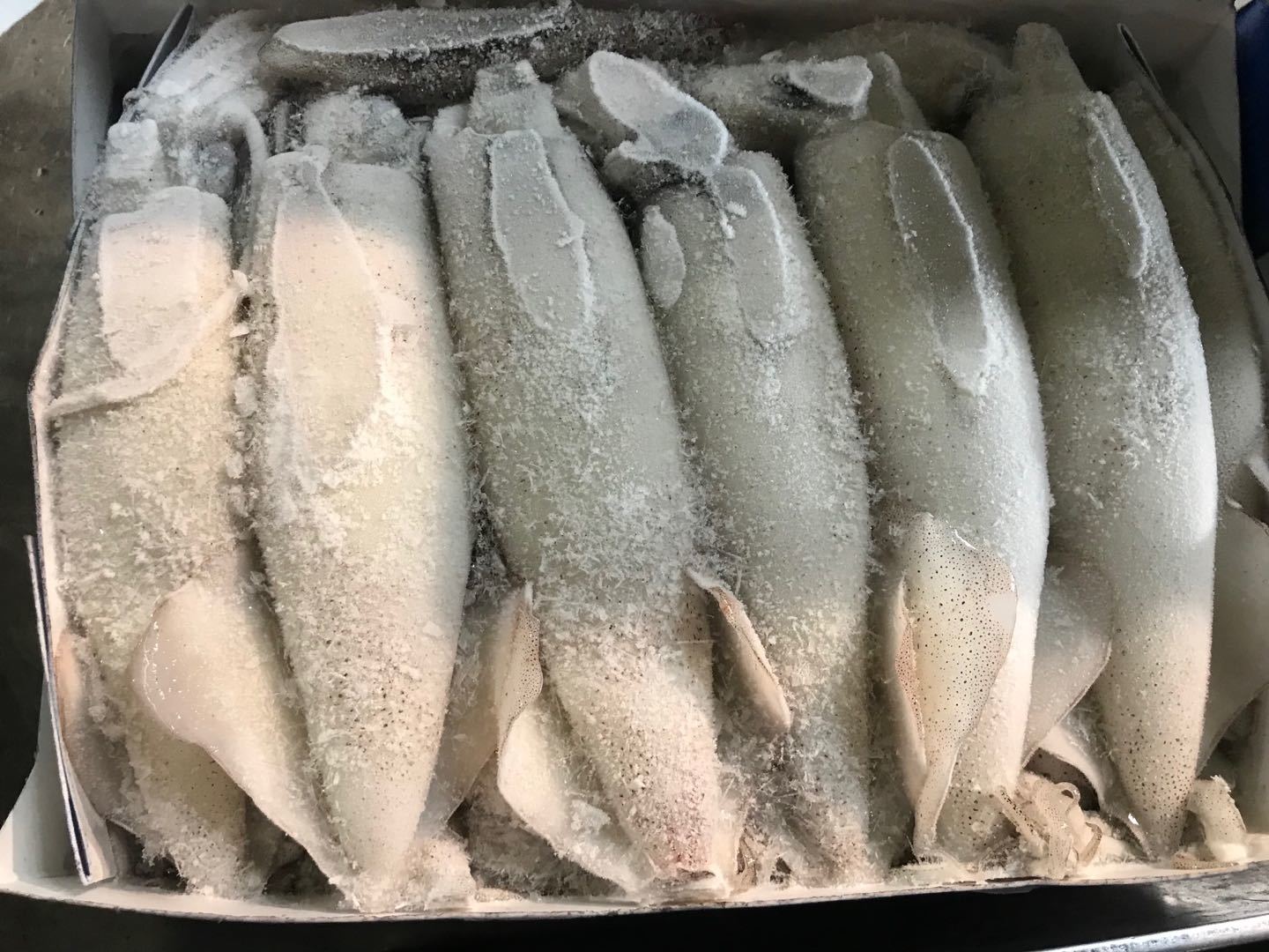 美国加州小鱿鱼