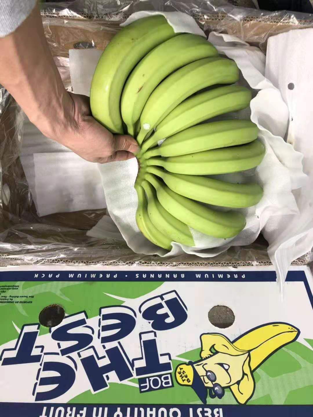 南美