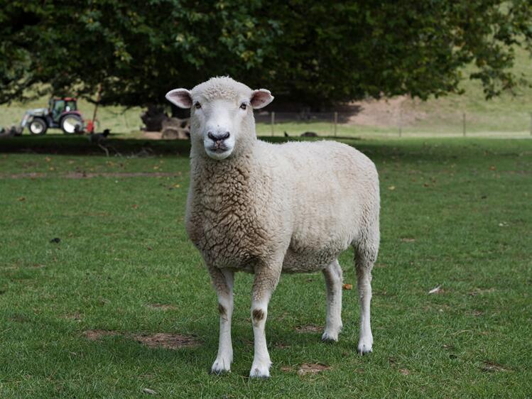 羔羊成活率低、腹瀉、拉稀、肺炎、抽筋等常見病的預防措施
