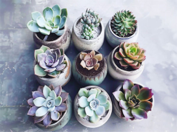Flower pot