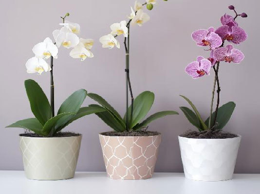 Flower pot