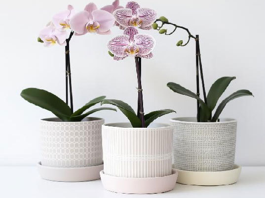 Flower pot