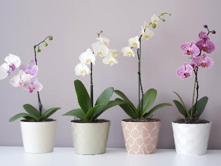 花盆