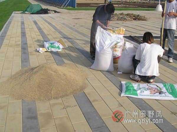 广州天河体育中心足球场植草工程