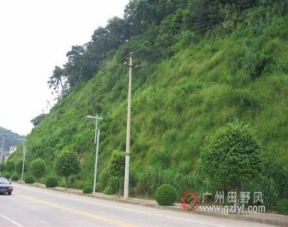 广西容县至岑溪公路边坡复绿工程