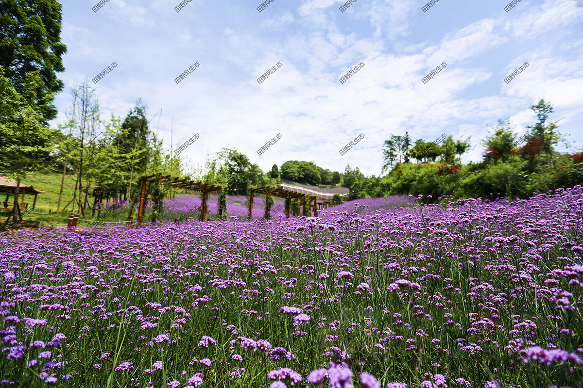 福建十里花谷