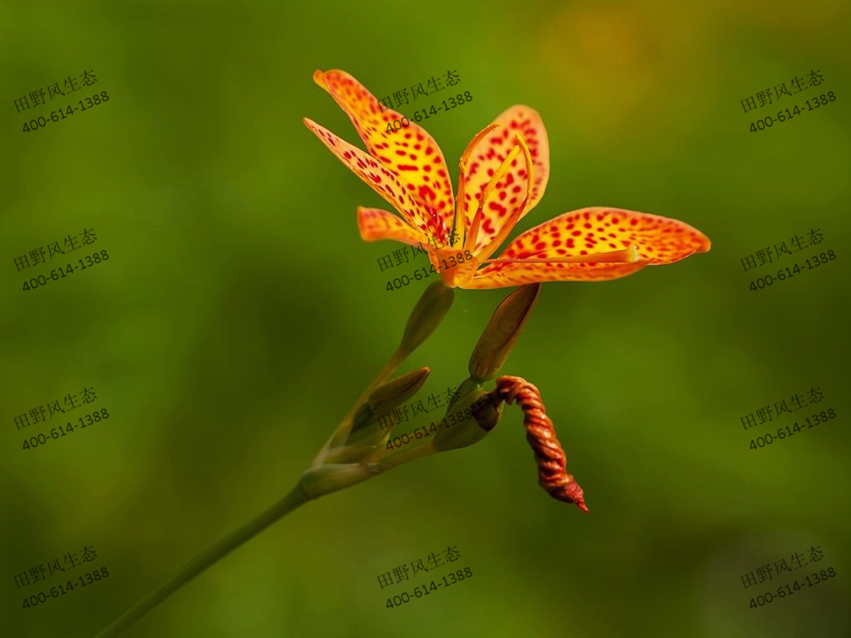 射干花卉种子