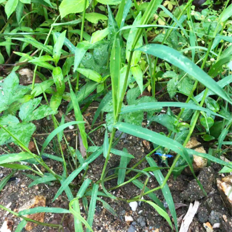 野黍草