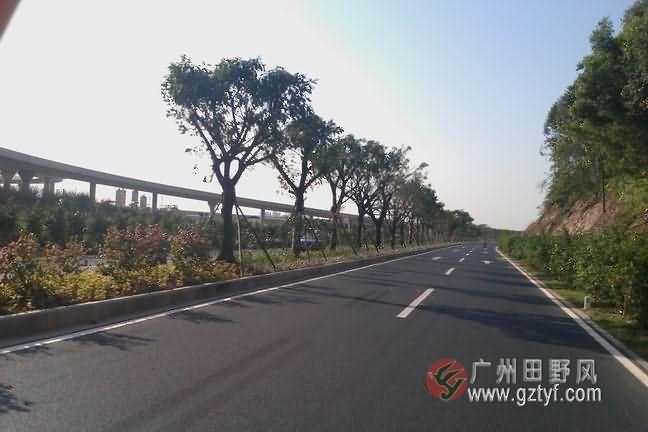 广州市广花公路人和段路基绿化工程