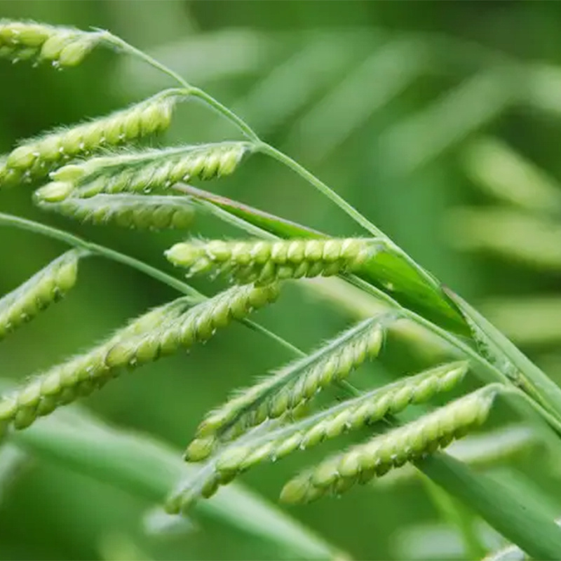 野黍草