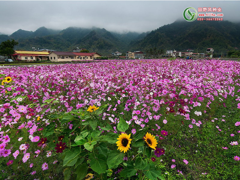 高杆波斯菊