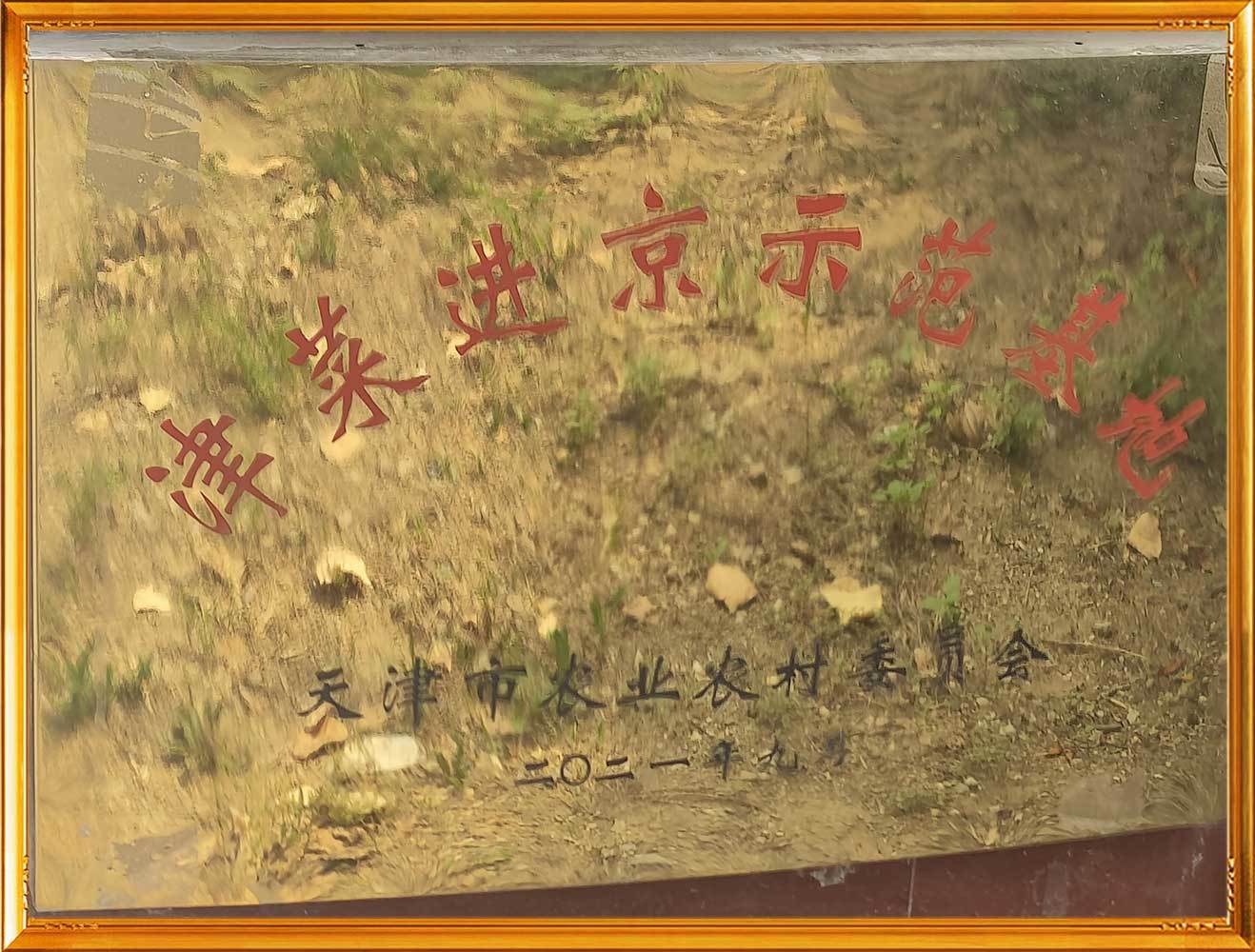 津菜进京示范基地