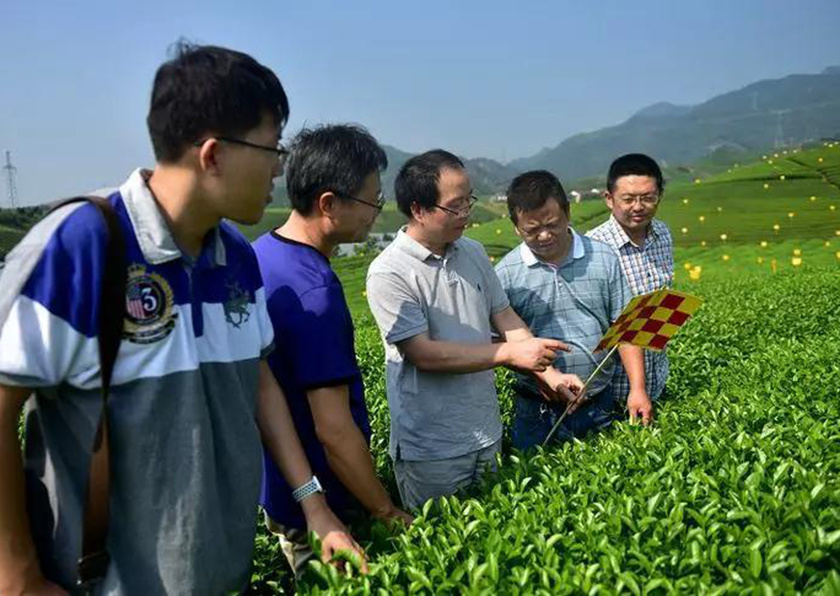 Tea Garden Chemical Fertilizer Pesticide Reduction