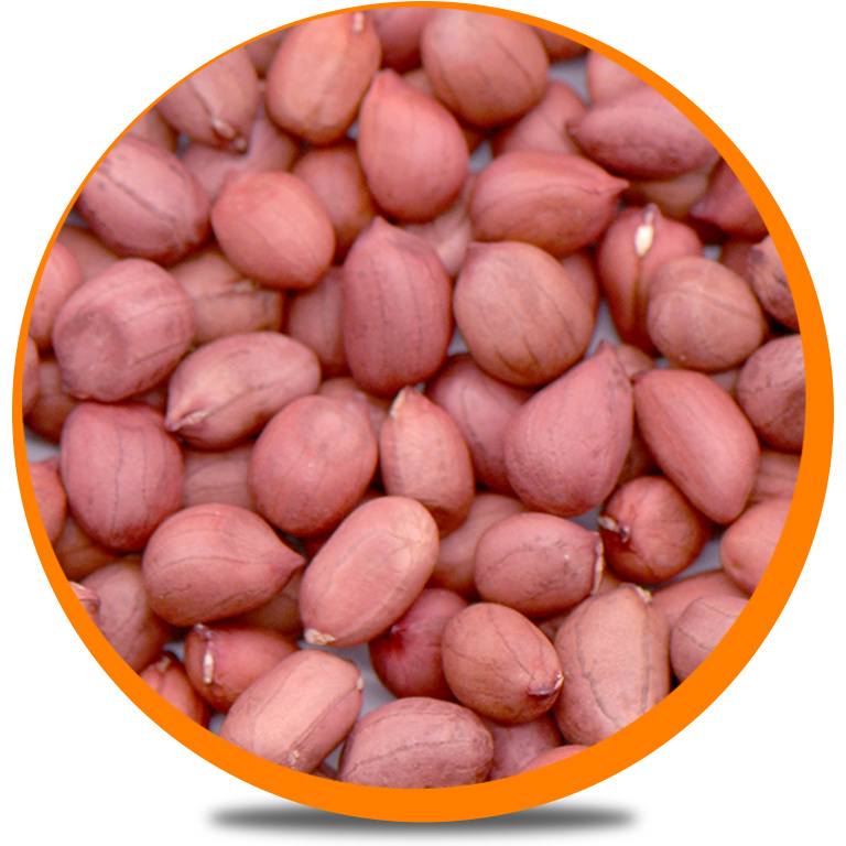 Red skin Peanut Kernels