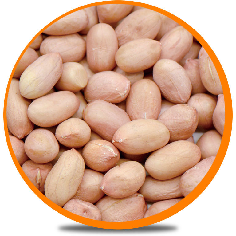 Hsuji  Type Peanut Kernels