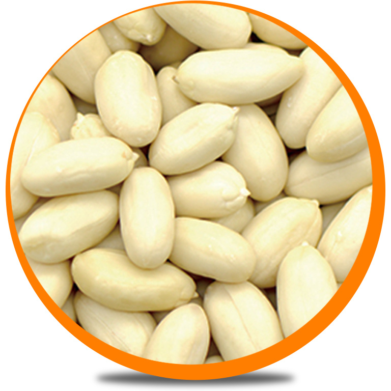 Blanched Peanut Kernels