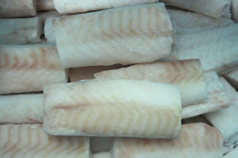 Atlantic cod