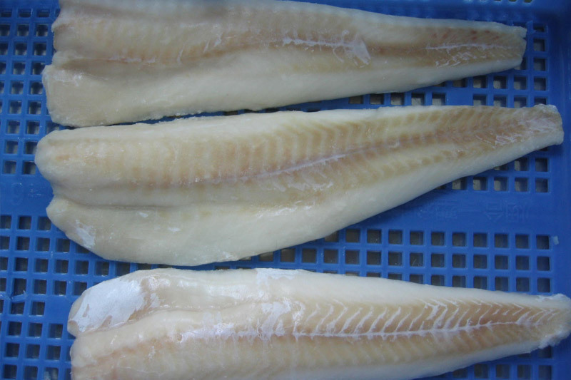 Atlantic cod