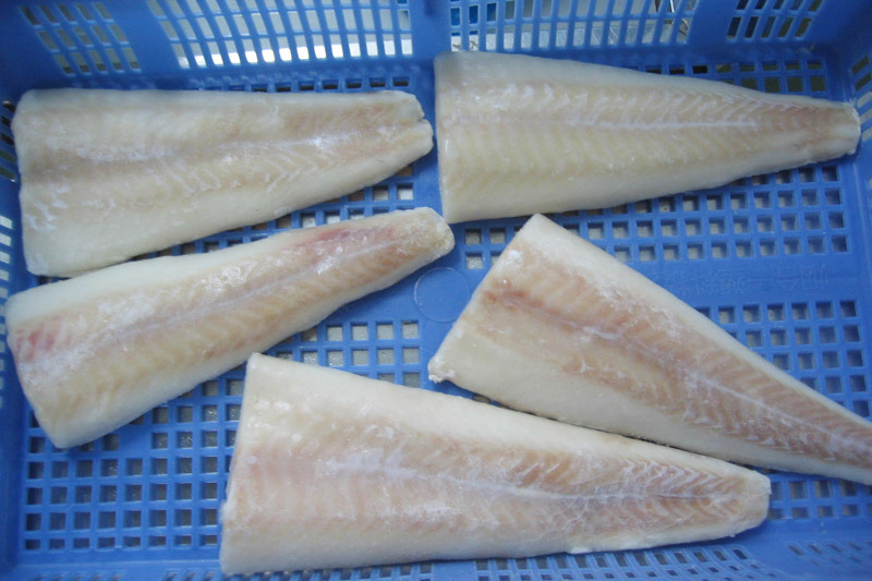 Atlantic cod