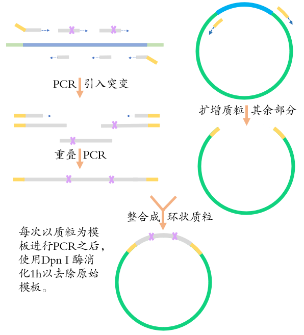  珀罗汀生物