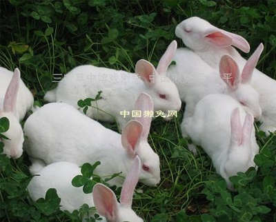 川白獭兔幼兔