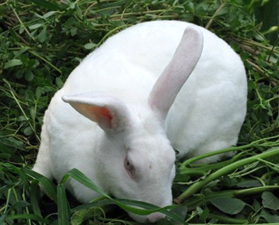 川白獭兔