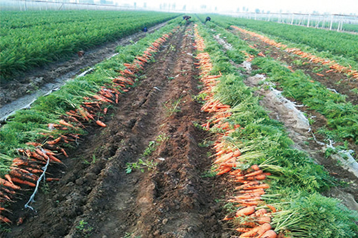胡萝卜生产基地