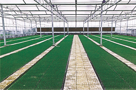 自动化玻璃温室育苗中心