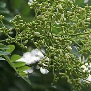 quercetin