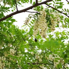 α–硫辛酸