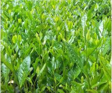T1. Green Tea Extract(Tea Polyphenols)