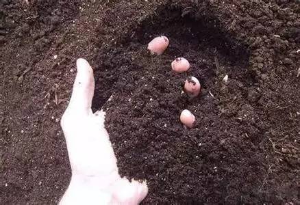 鄒平華晟豐源生物科技