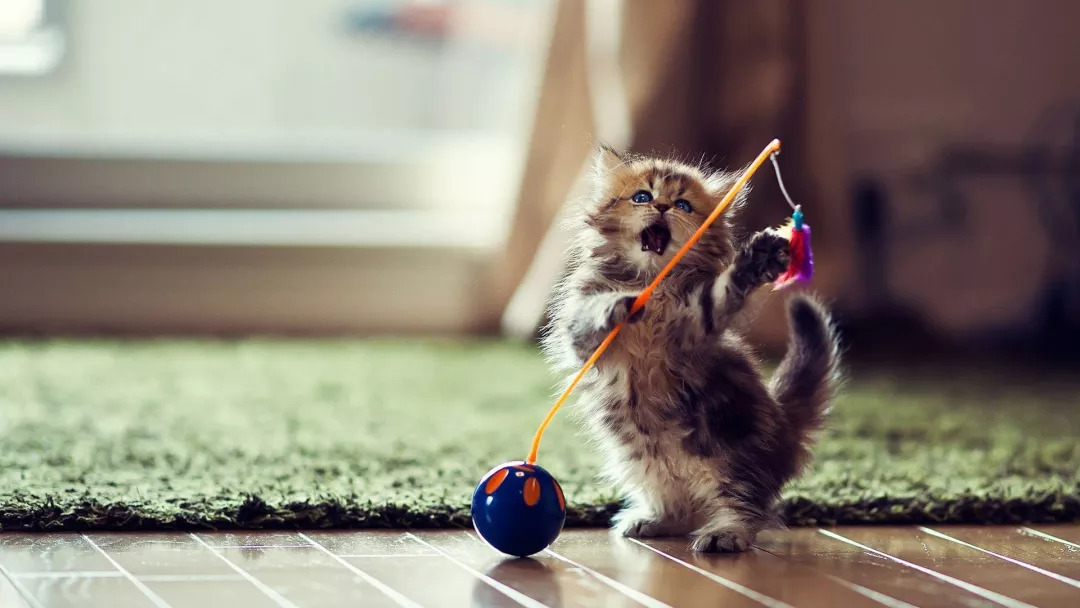 猫的一生中需要21种玩具