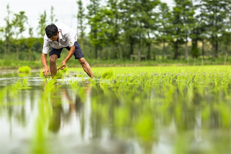 Yuefeng Island Organic Farm