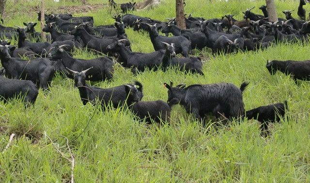 圣奥生物科技
