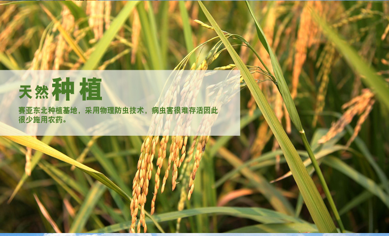 儿童粥米