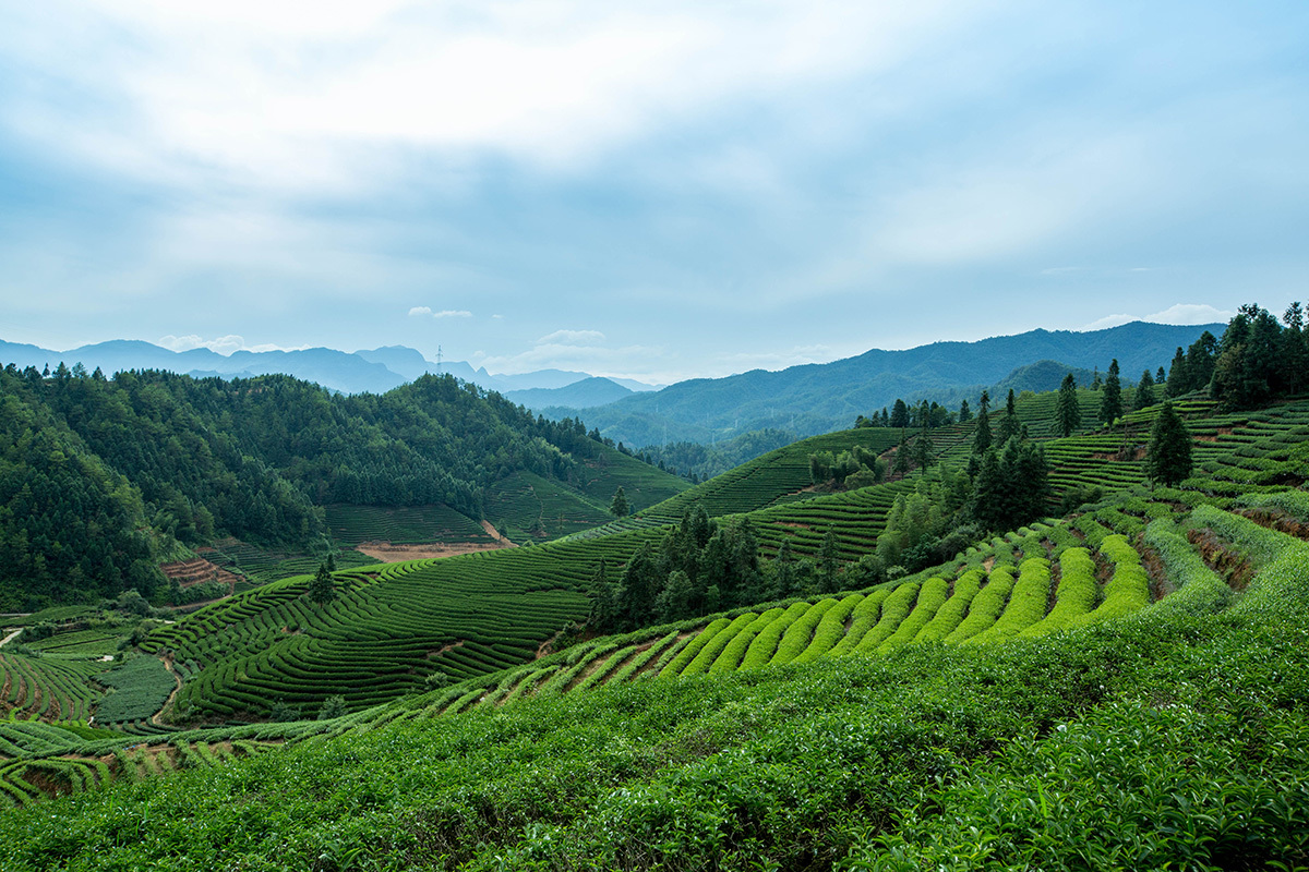 茶葉基地