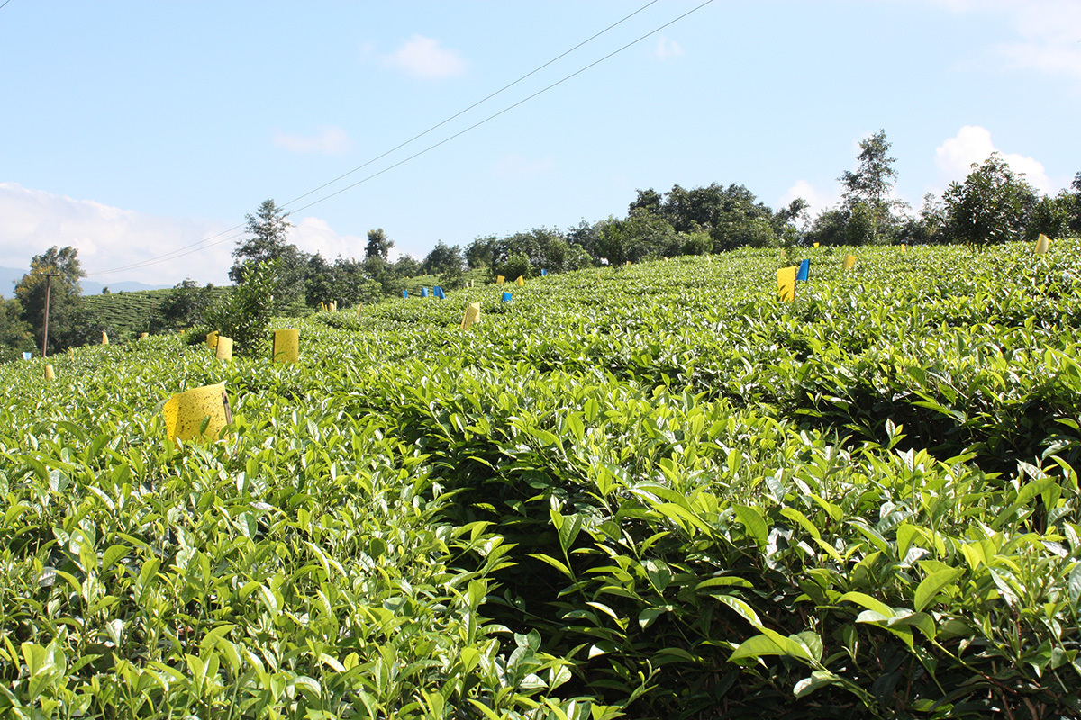 肯尼亞將每年向中國出口500萬公斤特種茶茶葉