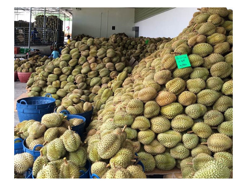 Freeze-dried durian raw materials