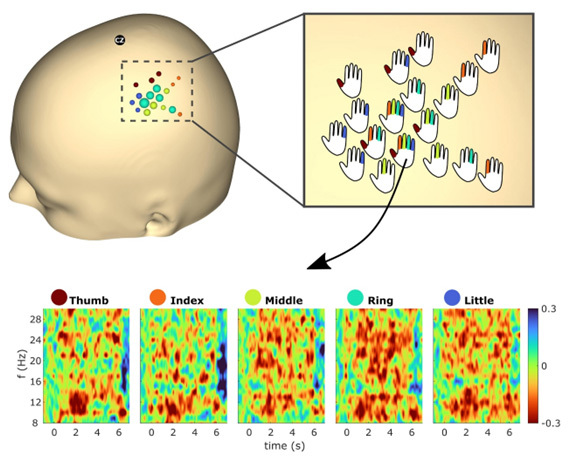 通过超高密度脑电记录系统实现单个手指运动精准解码
