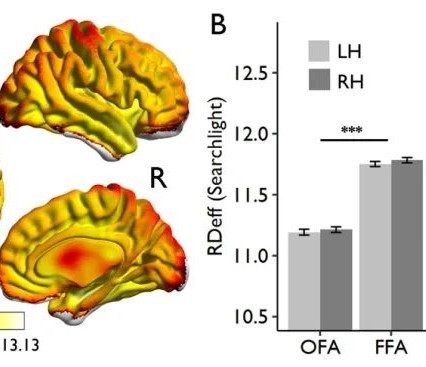 薛贵课题组在《Science Advances》发文揭示神经表征维度与记忆能力的关系