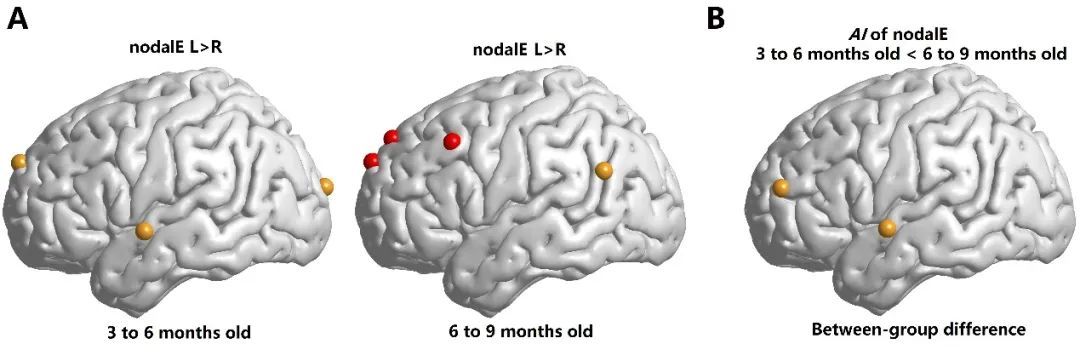 牛海晶课题组在Cortex发表研究，揭示3-9个月婴儿大脑功能网络偏侧化发育轨迹