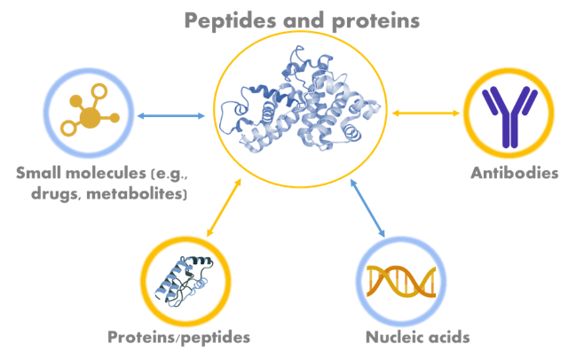 生物分子相互作用分析服务 生物分子相互作用分析服务