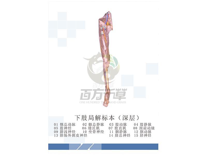 局解标本