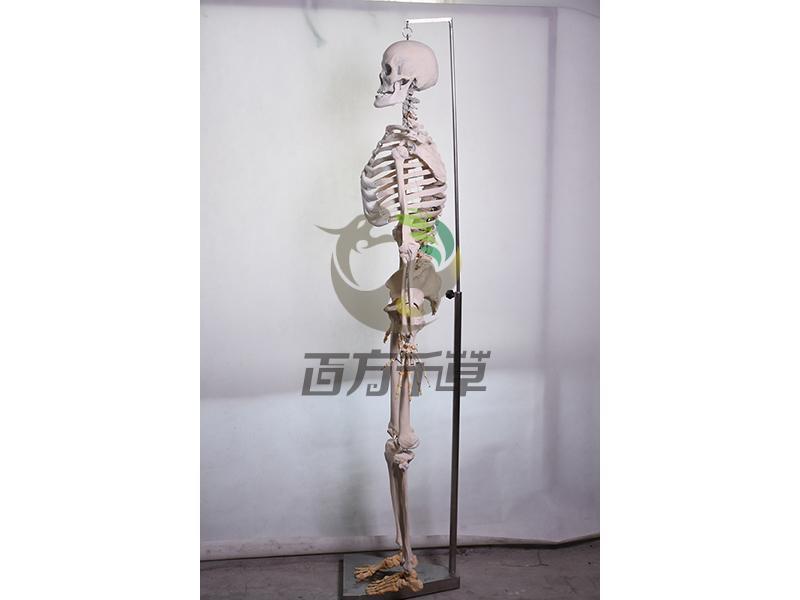骨骼教学标本