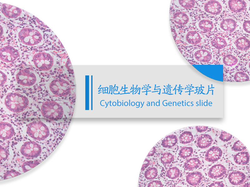 细胞生物学与遗传学玻片目录