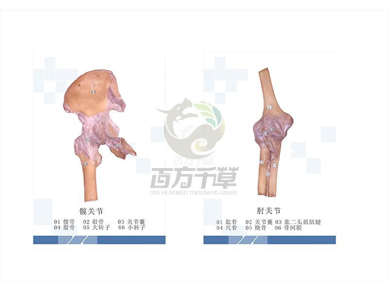 局解标本