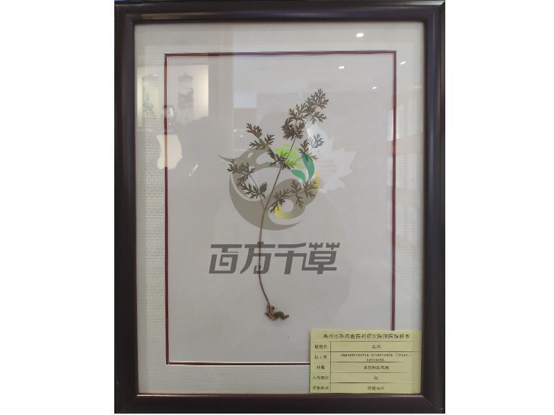 防风
