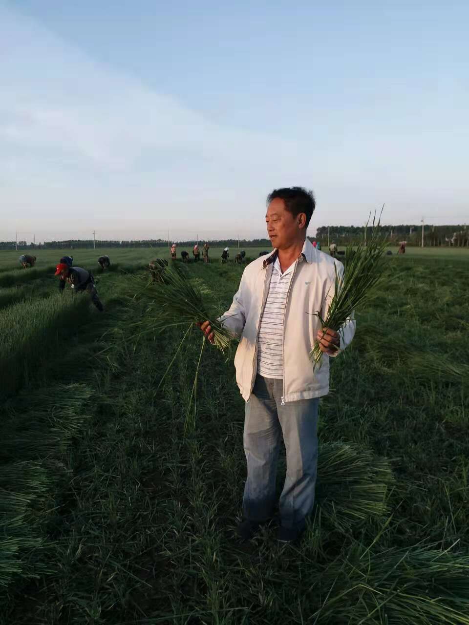 董事長觀察正在收獲的大麥苗