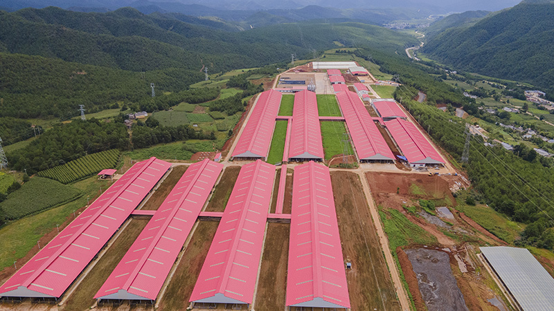 云南7000头奶牛养殖牧场“种养加一体化”项目